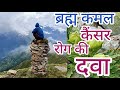 The real Brahma Kamal is( Saussurea obvallata) which grows in the Himalayas. #chagaon Kinnaur # (HP)