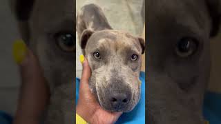 Meet Olive Oyl A Terrier, American Pit Bull Currently Available For Adoption 562024 11818 Pm