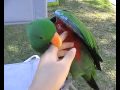 Eclectus Parrot Talking