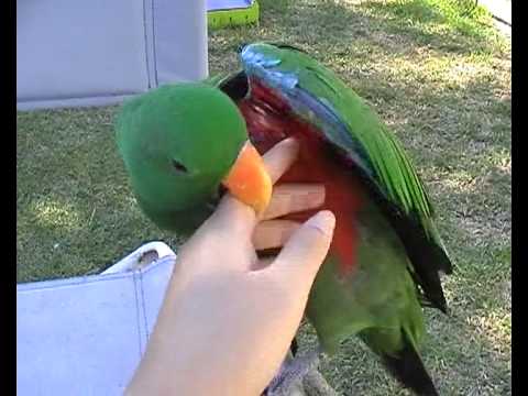 YouTube video