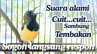 Pancingan sogon gacor ngleper❗sogon gacor memanggil lawan