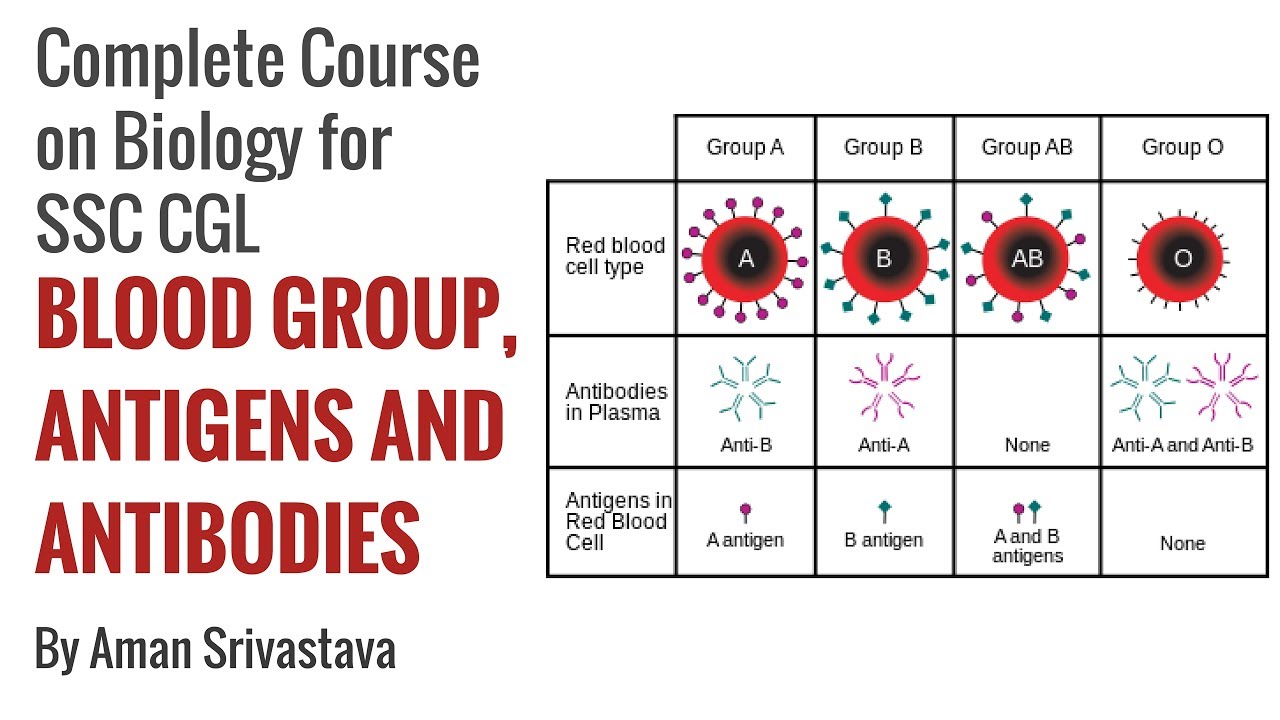 Blood Type Chart Biology