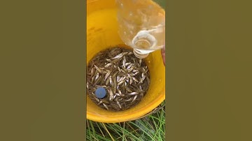 Tuyệt Kỹ Bắt Cá Đồng Bằng Chai Nhựa Cũ | Ai Cũng Làm Được