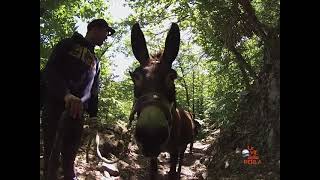 Trekking con l&#39;asino in Calabria