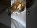 ほぼほぼ人間 #ゴールデンレトリバー #大型犬のいる生活 #大型犬と子供