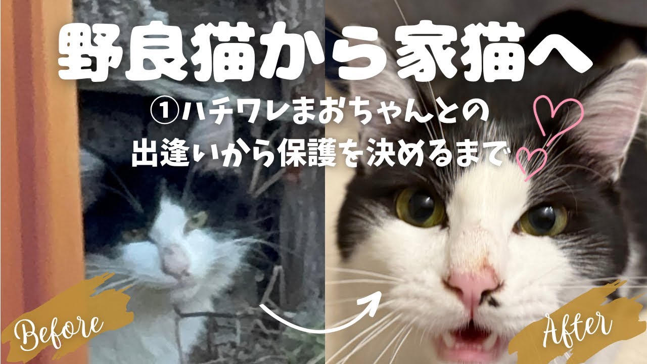 【保護猫 1】野良猫から家猫へ〜ハチワレまおちゃん（♂）との出逢いから保護を決めるまで〜