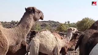Karacadağ’da deve sürüsü görüntülendi