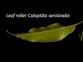 Leaf Rolling Caterpillar Caloptilia