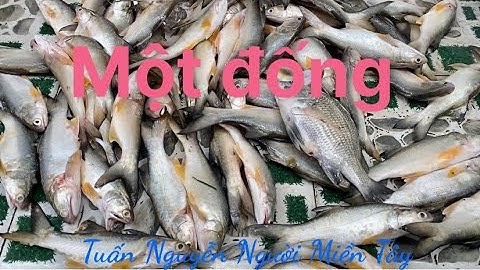 Câu cá thiên nhiên @ ngày quyết tâm câu cá bống đục mà cá chét bu phá mồi và cái kết @ tập 1 .