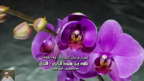 تلاوة من سورة الحجر - النحل // للشيخ شعبان الصياد