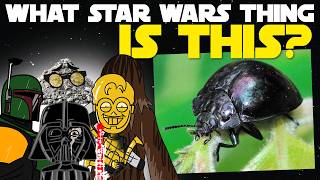 A Star Wars Quiz but it's actually May the 4th