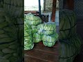 panen timun yang ke 3telah selesai