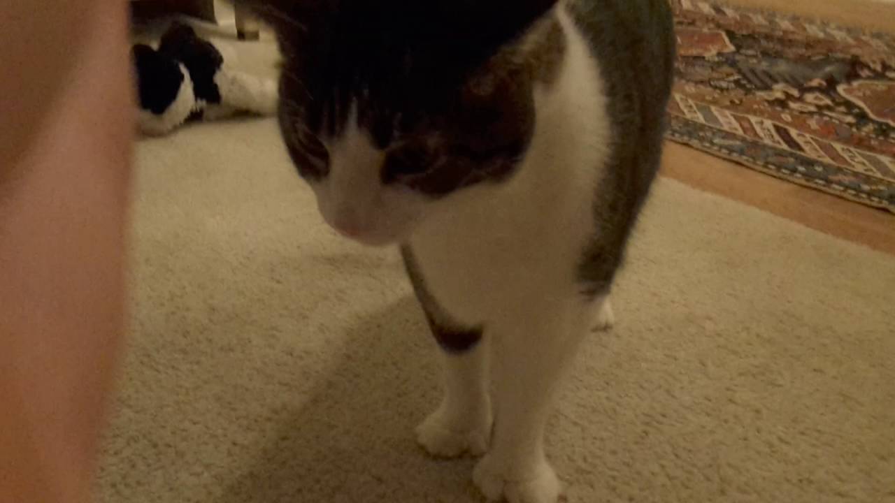 C.J And the Scream Monster!