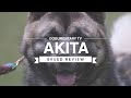 AKITA BREED REVIEW の動画、YouTube動画。