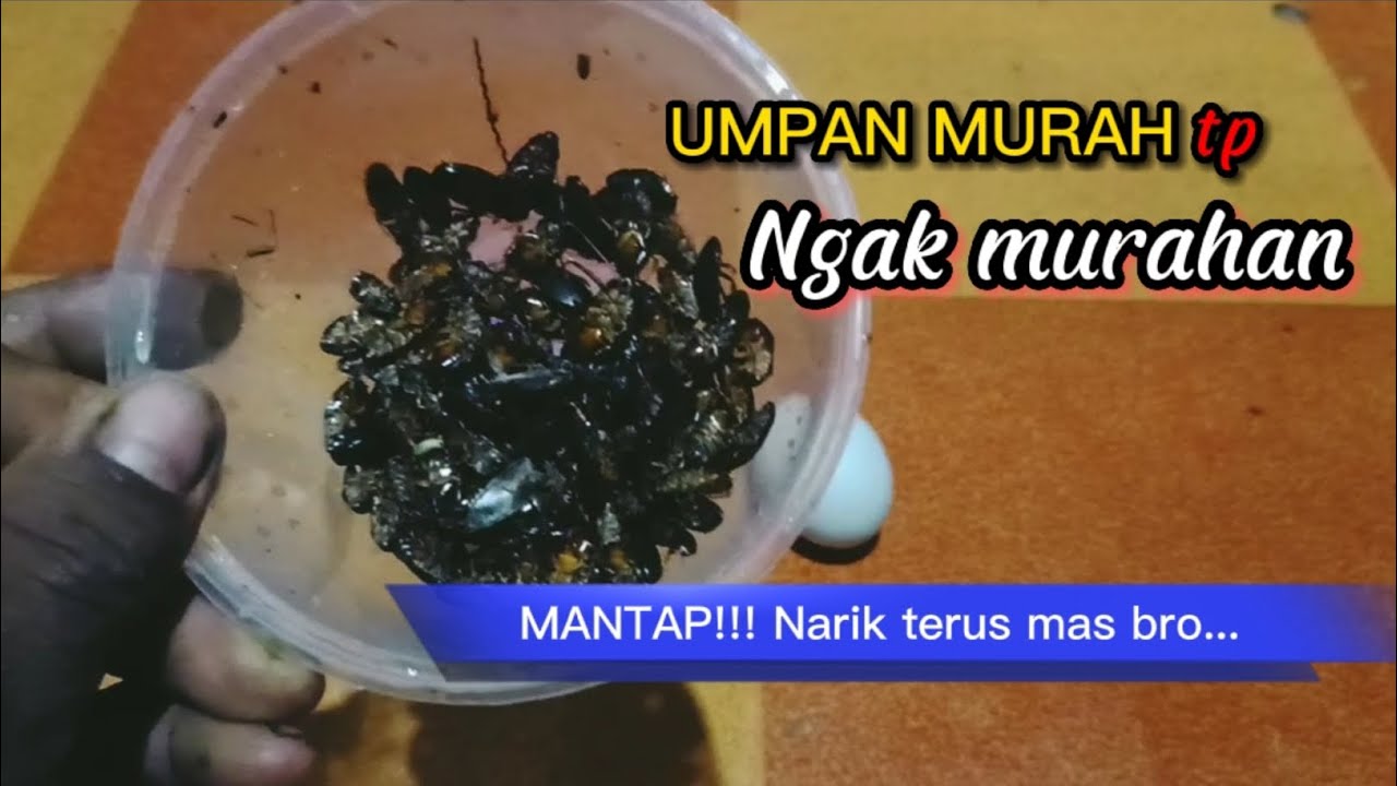 RACIKAN UMPAN CERE/KECOAK BATU UNTUK MANCING LELE || UMPAN MANCING HARIAN DAN LOMBA #63