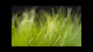 Windows Vista Sounds (Windows Movie Maker 1.1 Test)