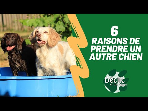 Vidéo: Comment puis-je savoir si mon chien est sourd?