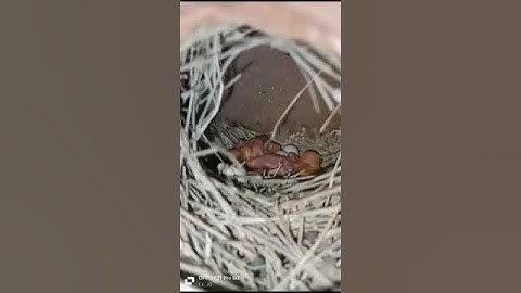 Fawn Jawa Breeding Progress Clutch # 2