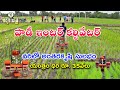 Best Paddy Inter Cultivator || పాడీ ఇంటర్ కల్టివేటర్ తో వరిలో కలుపు నివారణ ఇక సులభం|| Karshaka Mitra