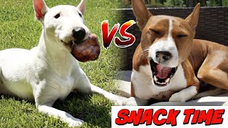 Snack Time! Bull Terrier VS Basenji by Feenix the Funny Singing Dog 932 views 3 years ago 3 minutes, 27 seconds