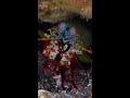 Peacock Mantis Shrimp