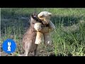 Baby Kangaroos & Joeys - CUTEST Compilation