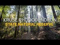 Kruse Rhododendron Reserve Hike: Redwoods, Flowers &amp; Light Rays