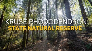 Kruse Rhododendron Reserve Hike: Redwoods, Flowers & Light Rays