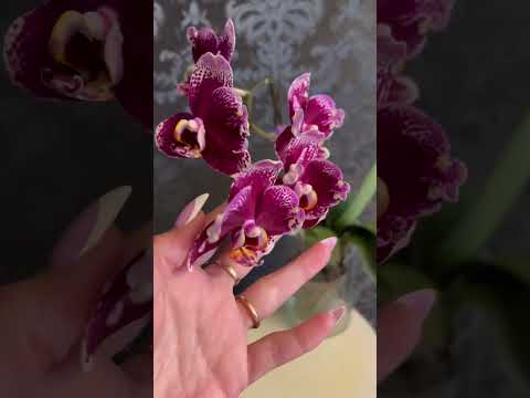 Phal. Dream diamond
