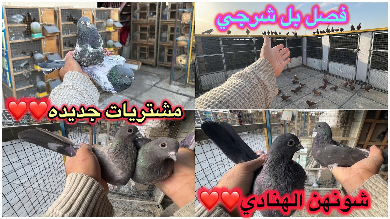 شون طيور شتريت❤️فصل الشرجي والطيور خبطت😳طبكه جديده😎تصوير الخانات😁😁😁