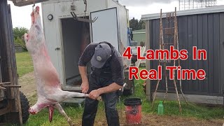 Skinning 4 Lambs (In Real time)