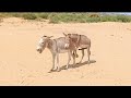 Male donkey with female donkey are enjoy in jungle chandark9 2023