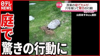 カメ Youtube カメ Youtube