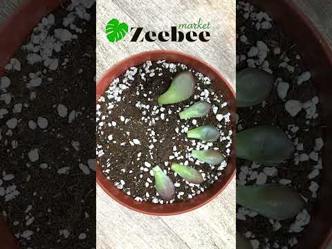 Video: Shumimi i succulents Adromischus - Mësoni rreth Përhapjes së Bimës Key Lime Pie