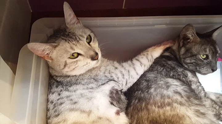 Video 1280691: silver egyptian mau kittens