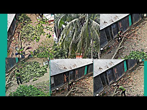 ঝড়ে পড়ে যাওয়া গাছ থেকে কিভাবে কাঠ সংরক্ষণ করা যায়.How to save wood from falling trees.suchana