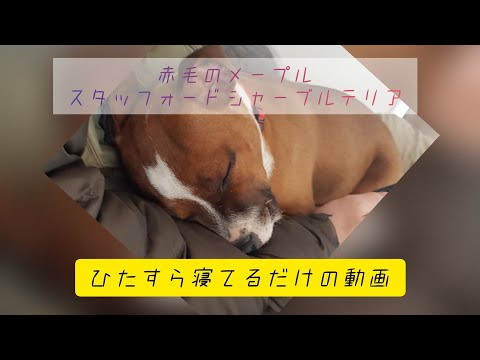【スタッフォードシャーブルテリア 成長記録】寝てる姿をひたすら撮る