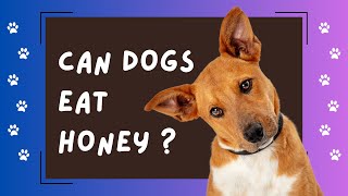 Can Dogs Eat Honey ?