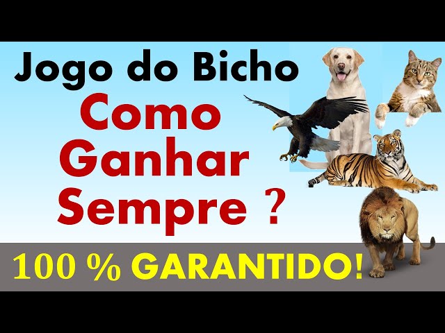 Como ganhar no bicho fácil 