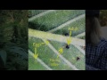Grow Cannabis –  Spider Mites – by Jorge Cervantes