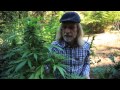 Grow Cannabis –  Spider Mites – by Jorge Cervantes