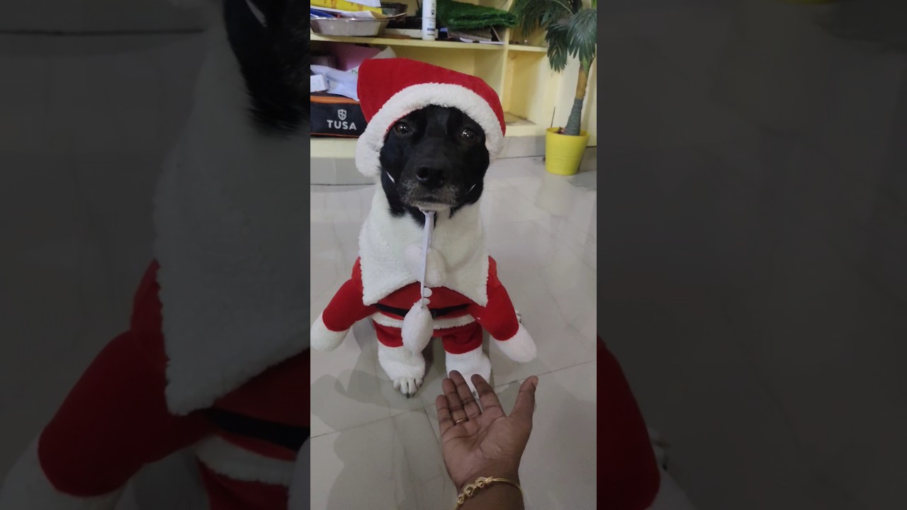 Merry Christmas 🎁⭐🌟🎄🌲 #dog #doglover #shortsviral #pets #pet