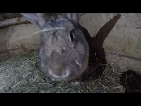 Video: Rozloučení s Declem se koná v hlavním městě