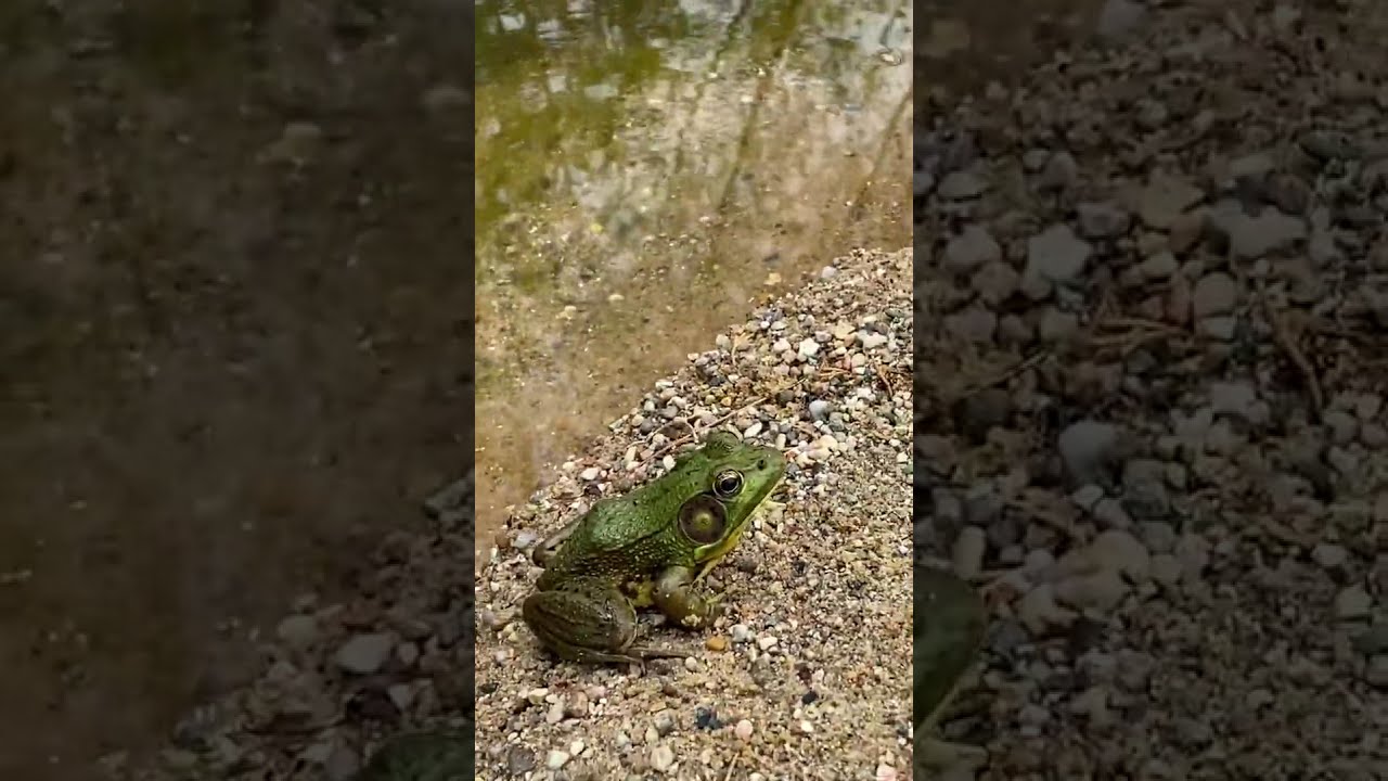 Bull frog jumping YouTube