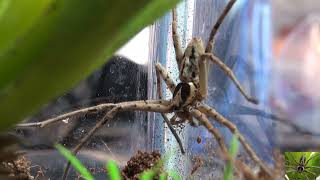 Giant Huntsman Spider Habitat Transfer
