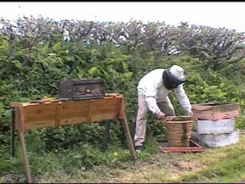 Transferring Bees To A Top Bar Hive Youtube