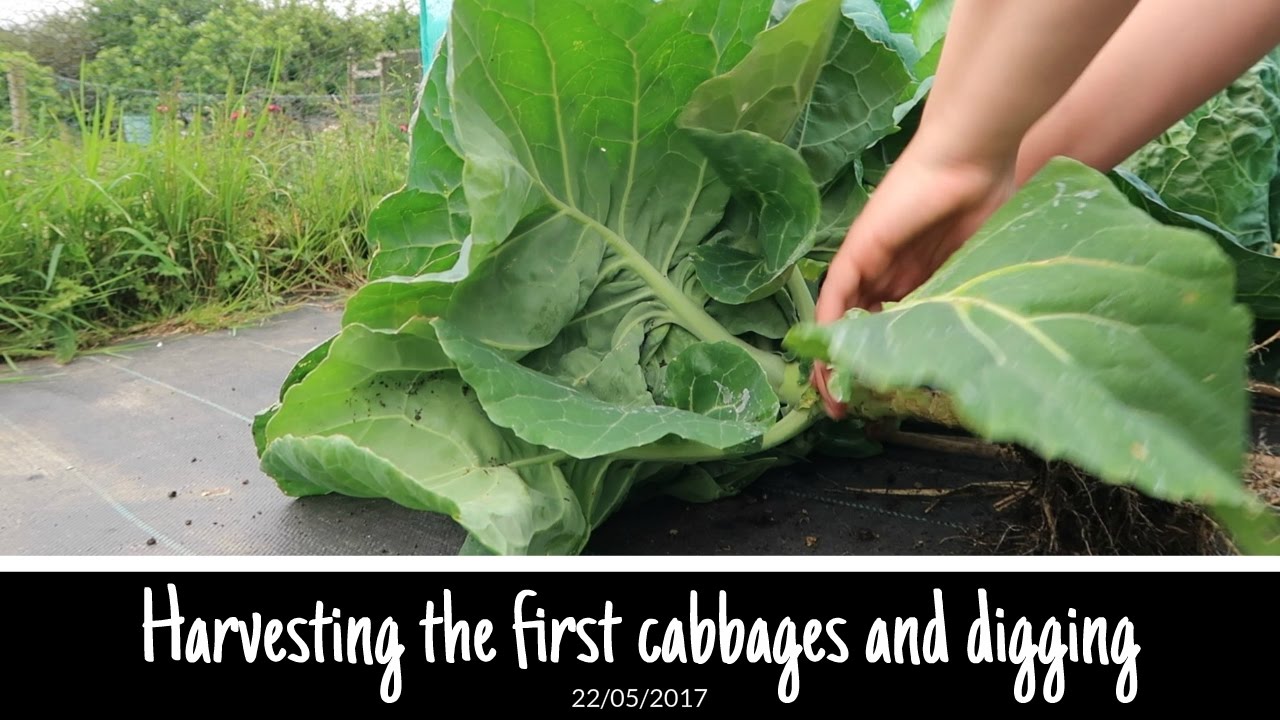 Harvesting the first cabbage and more digging YouTube