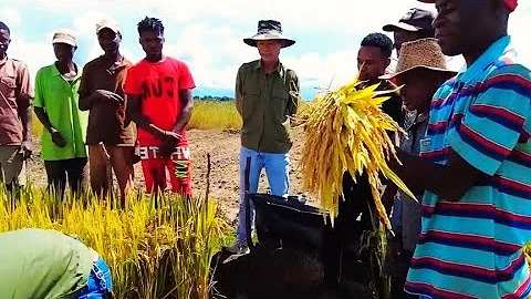 The rice planted by the Asian boy in Africa has matured - DayDayNews