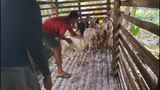 Let's count the goats entering the new pen