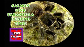 ARACHNOPHOBIA Huge SALMON PINK TARANTULA & TRAPDOOR SPIDER!